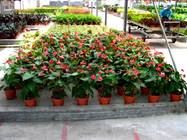 Gazastreifen - Gusch Katif