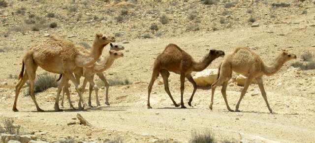 Region Negev