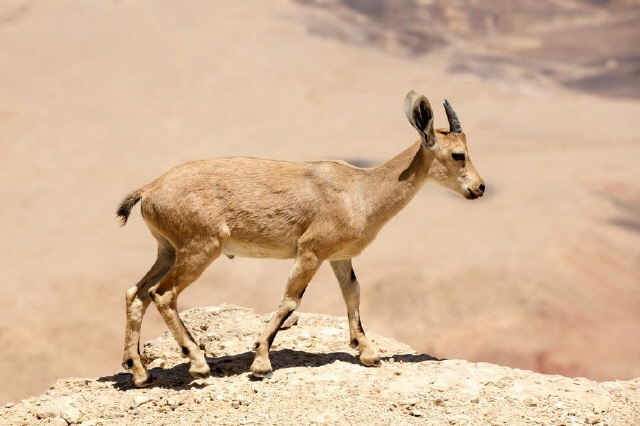 Ramon Krater - Negev