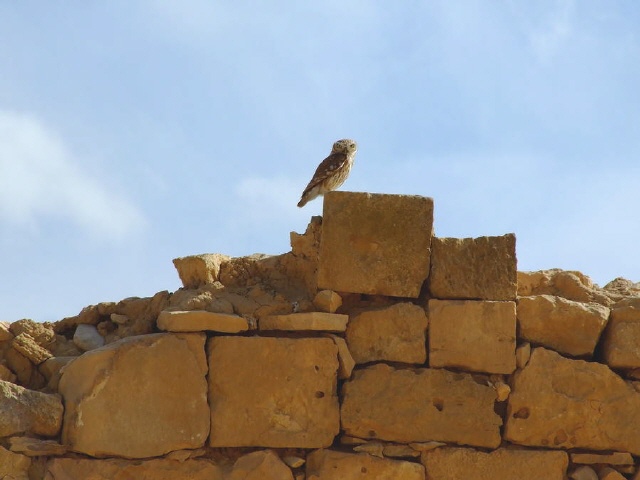 Nabatäerstadt Elusa - Negev