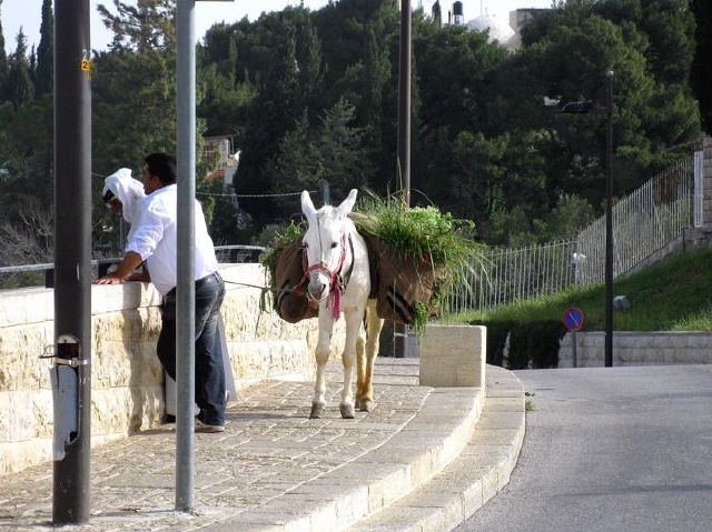 Jerusalem - Ölberg