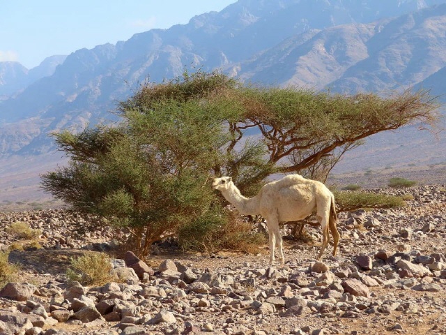 Region Negev - Wadi Arava