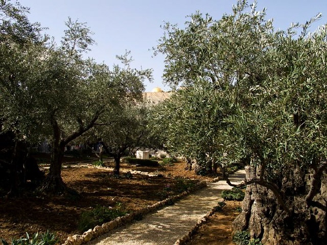 Jerusalem - Garten Gethsemane