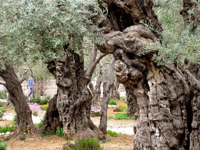 Jerusalem - Garten Gethsemane