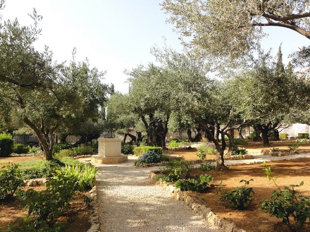 Jerusalem - Garten Gethsemane