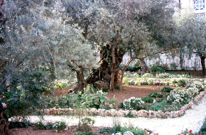 Jerusalem - Garten Gethsemane