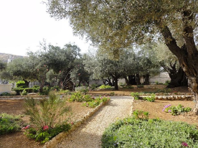 Jerusalem - Garten Gethsemane